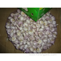 Regular White Garlic Loose Packing